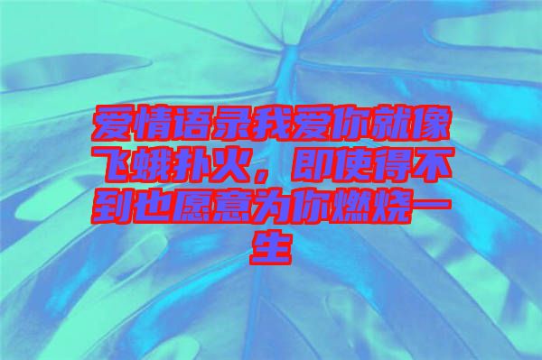 愛情語錄我愛你就像飛蛾撲火，即使得不到也愿意為你燃燒一生